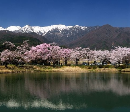 【春のご宿泊基本プラン】花盛りの桜…４月上旬からＧＷ明けまでは…信州で花見旅！【ガイドブック進呈中】